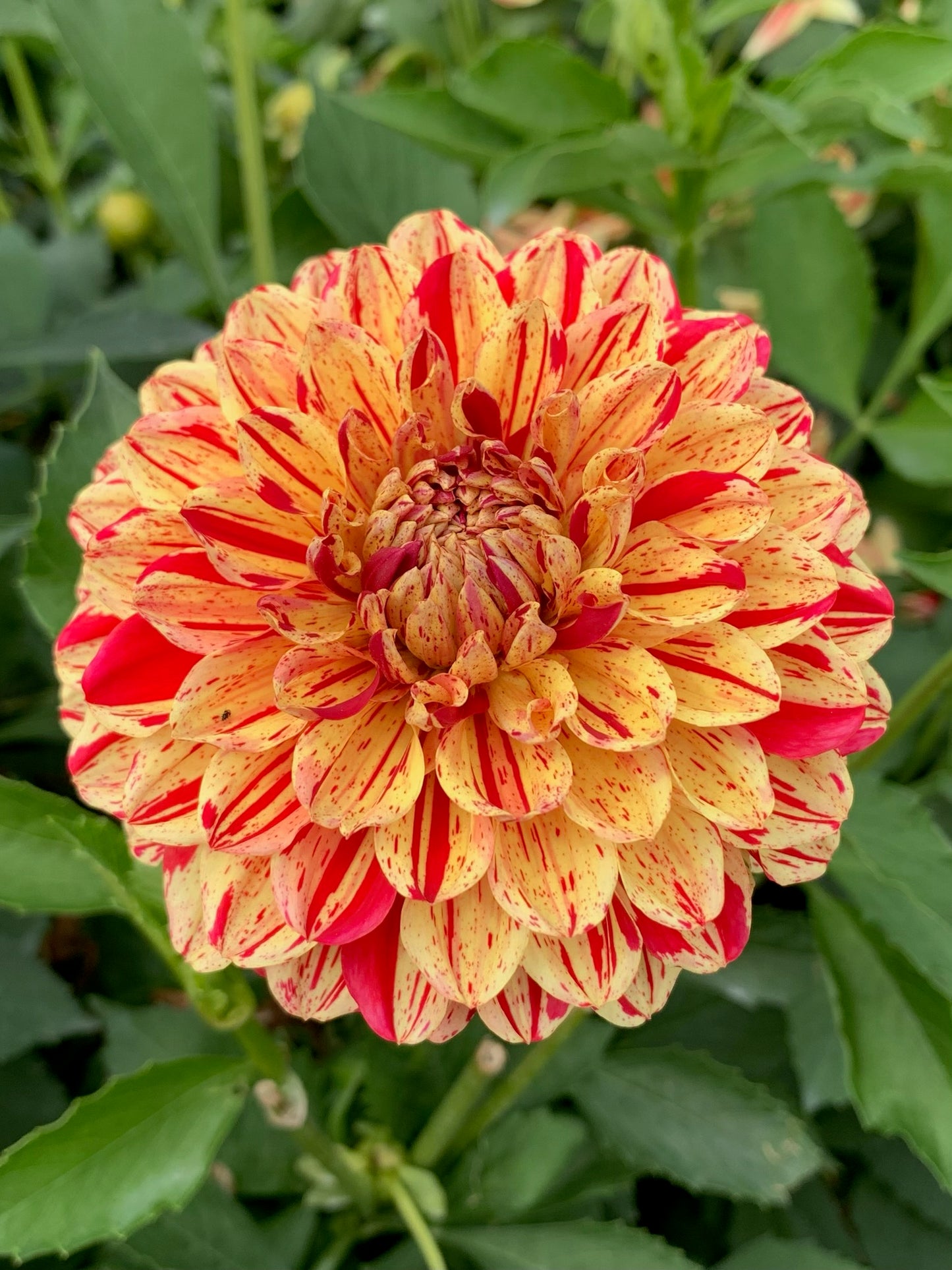 FERNCLIFF FIRECRACKER