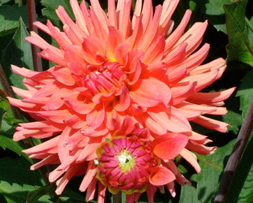 FERNCLIFF TROPICS