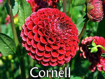 CORNEL