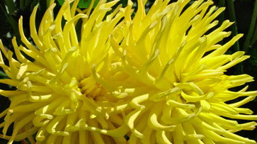 FERNCLIFF LEMON AURA