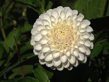 FERNCLIFF PEARL