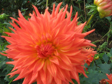 FERNCLIFF TROPICS