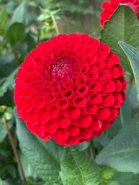 CHi NESE RED