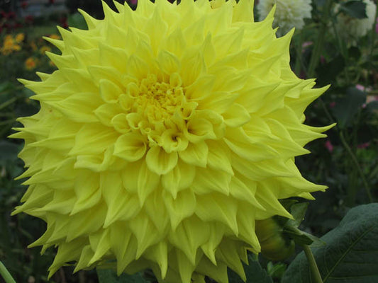 PENHILL YELLOW QUEEN