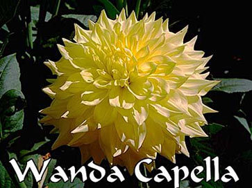WANDA'S CAPELLA