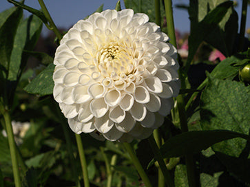 FERNCLIFF PEARL