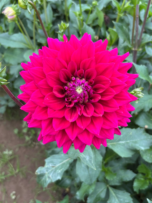 PURPLE IMAGINATION