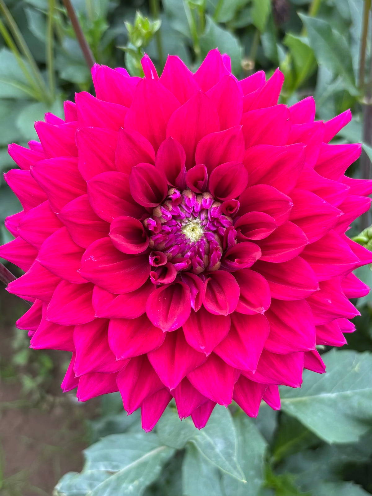 PURPLE IMAGINATION