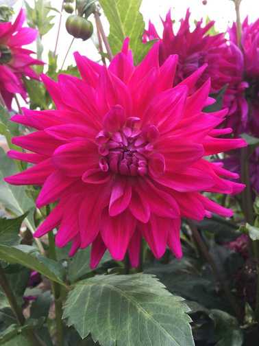 Royal Raspberry RASPBERRY ROYALE – Ferncliff Gardens