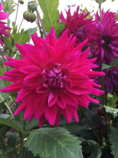 Pink Raspberry Royal RASPBERRY ROYALE – Ferncliff Gardens
